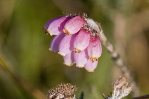 Verslag thema-avond op 14 november 2017