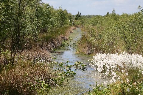 Cursus Natuur en landschap in samenhang