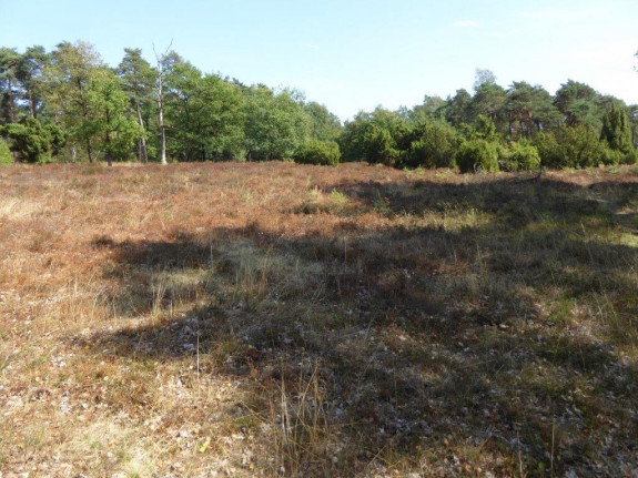 Heide