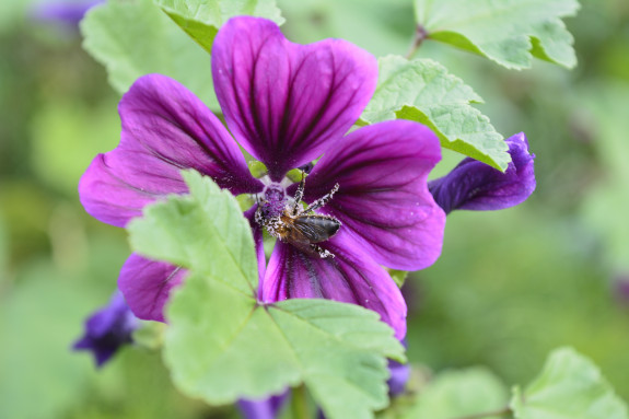 Bij en bloem