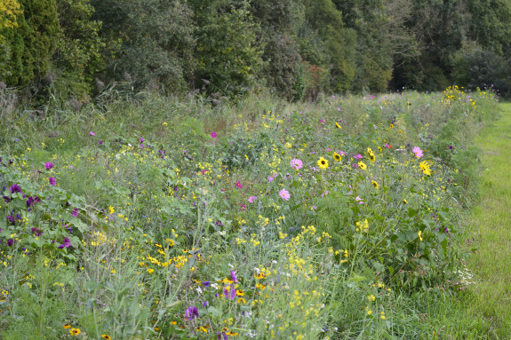 Wilde-bloemenrand