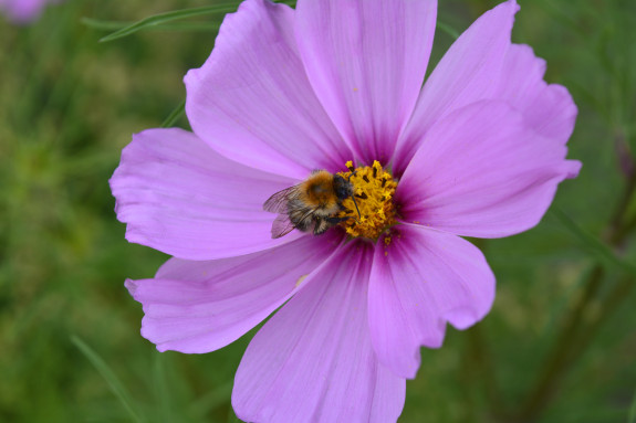 Bij en bloem