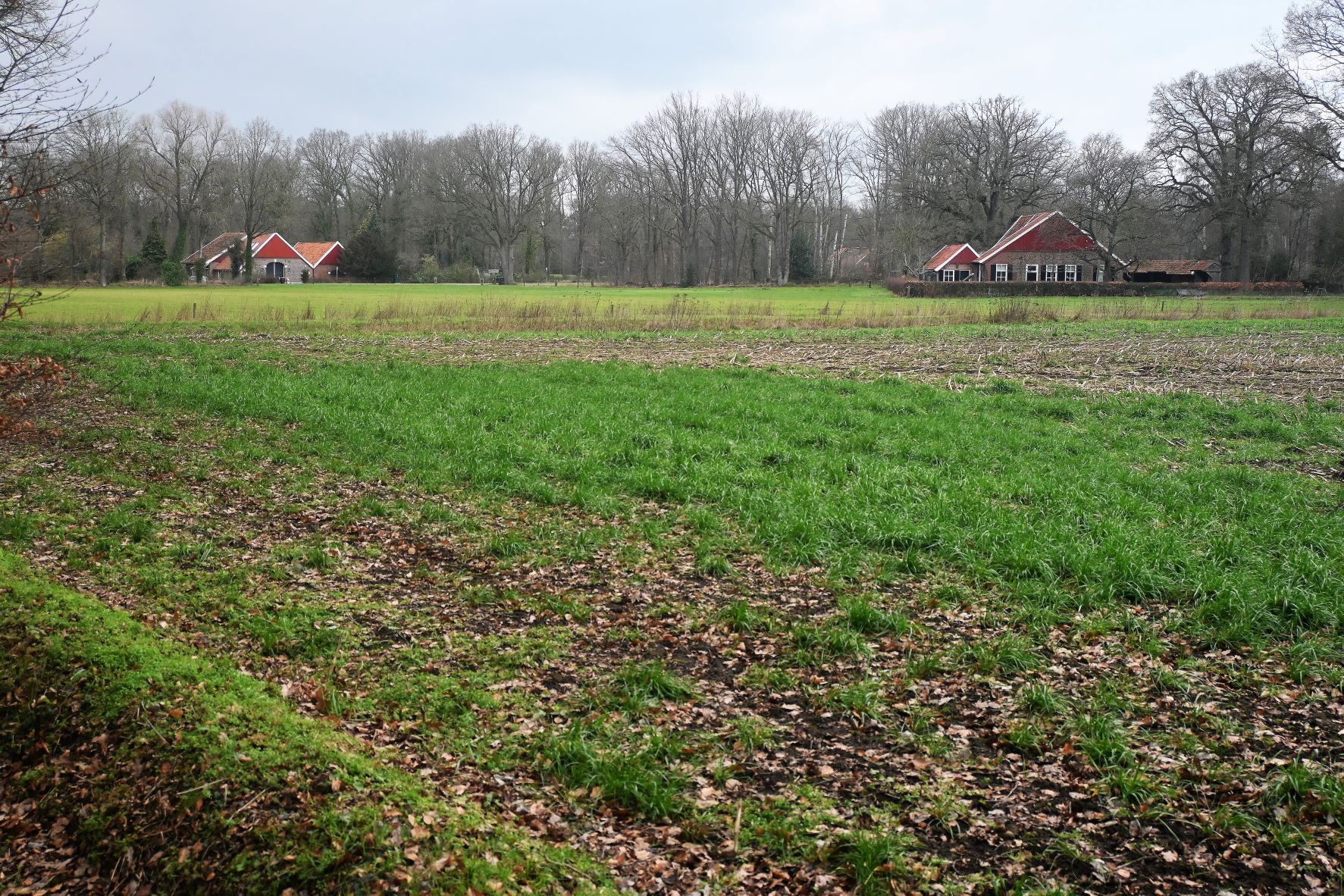 Groen veld met kale bomen; twee rode daken van boerderijen op de achtergrond.