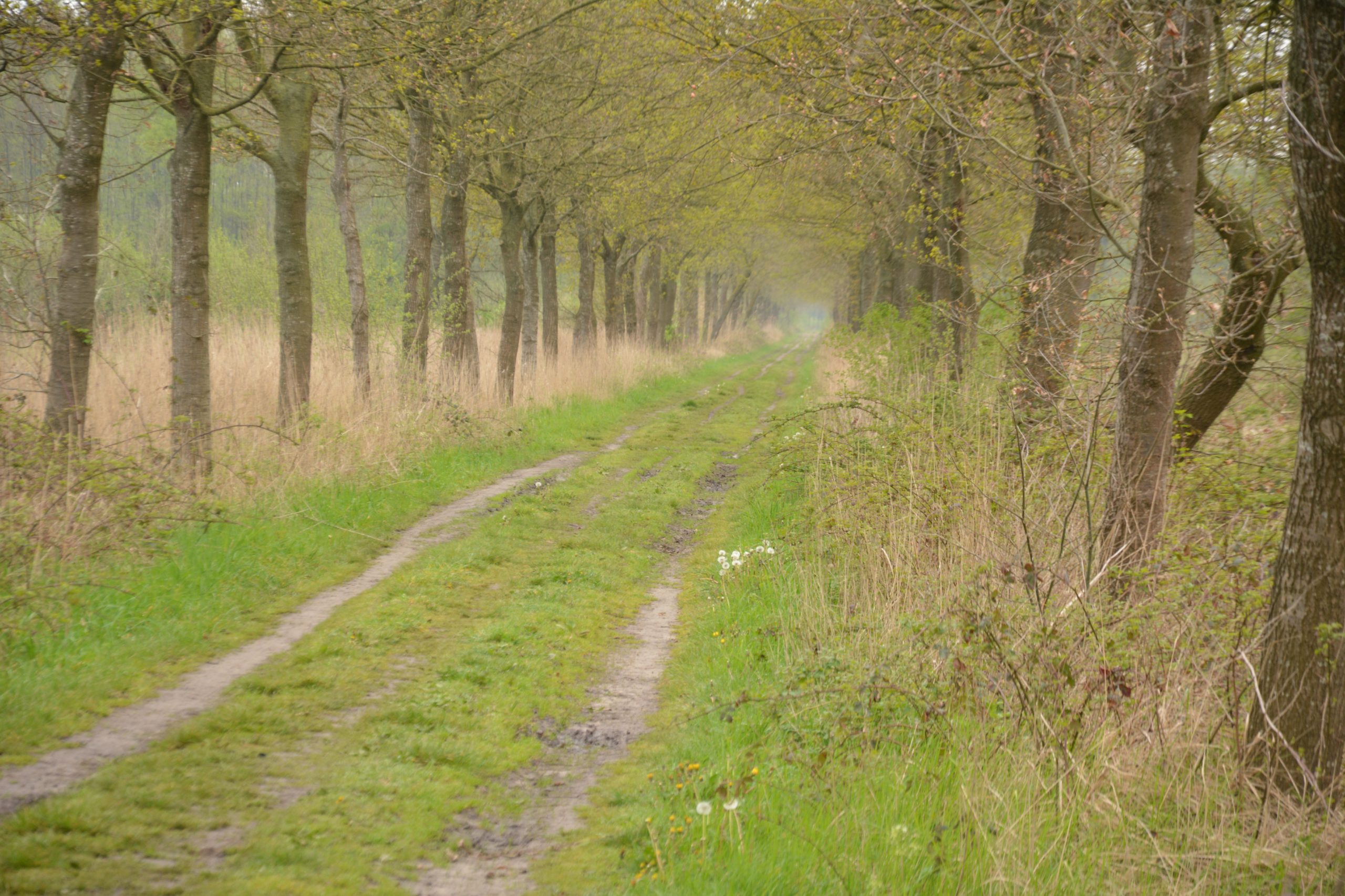 Boomrij langs een grasweg met onscherpe achtergrond. Groene en bruine tinten domineren de scène.