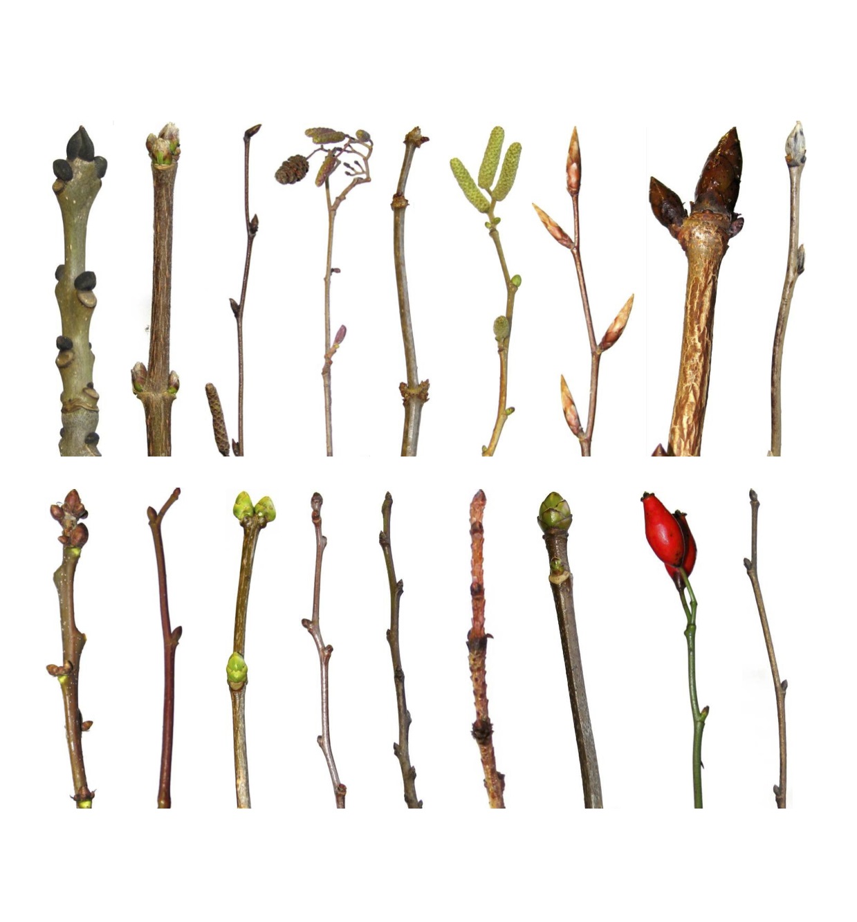 Vijftien verschillende takken met knoppen en bladeren op een witte achtergrond.