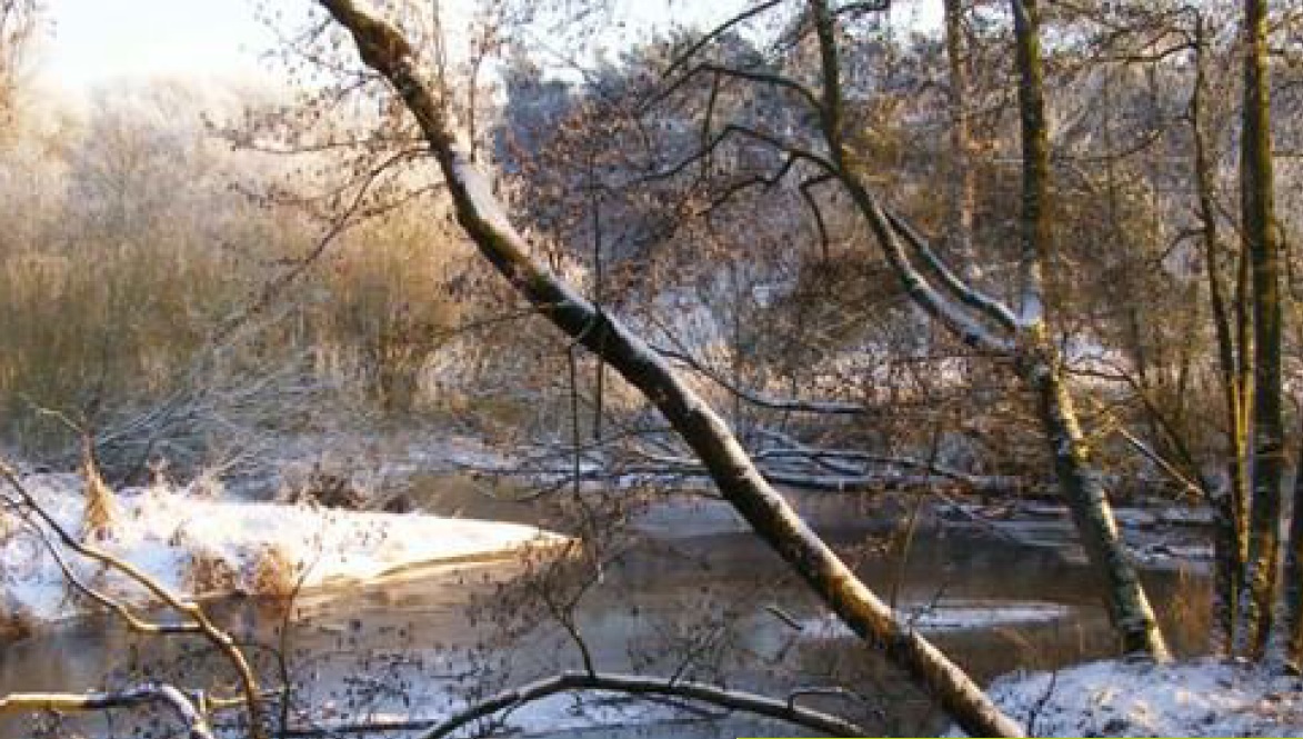 Sneeuw bedekt bomen aan de oever van een bevroren rivier in een winters landschap.