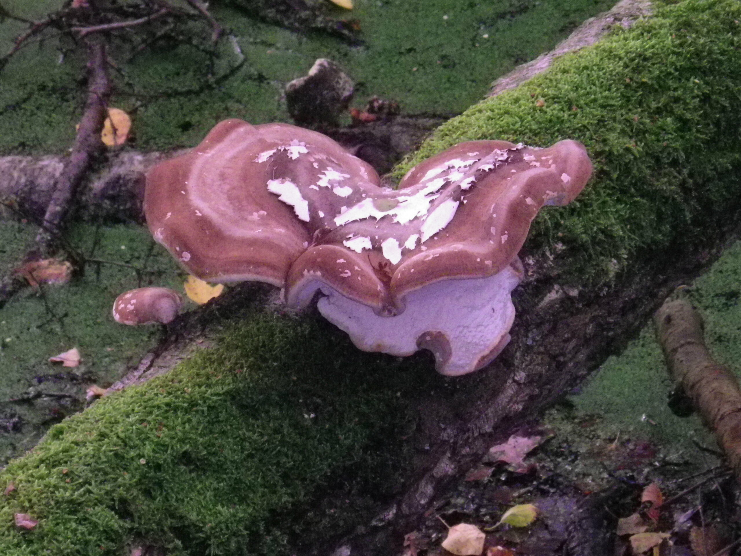 Grote paddenstoel groeit op bemoste boomstam in een bosrijke omgeving.