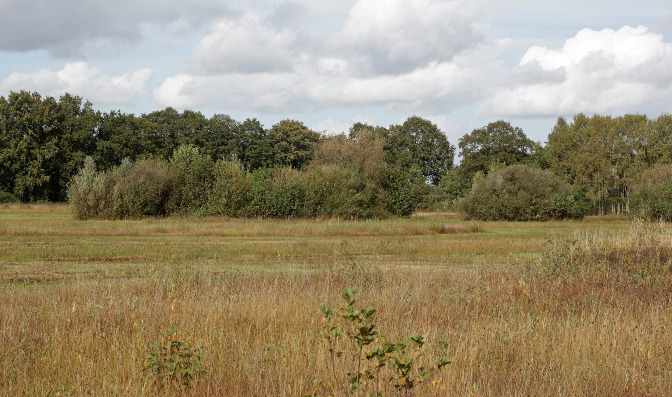 Graslandschap met struiken, bomen en bewolkte lucht op de achtergrond.