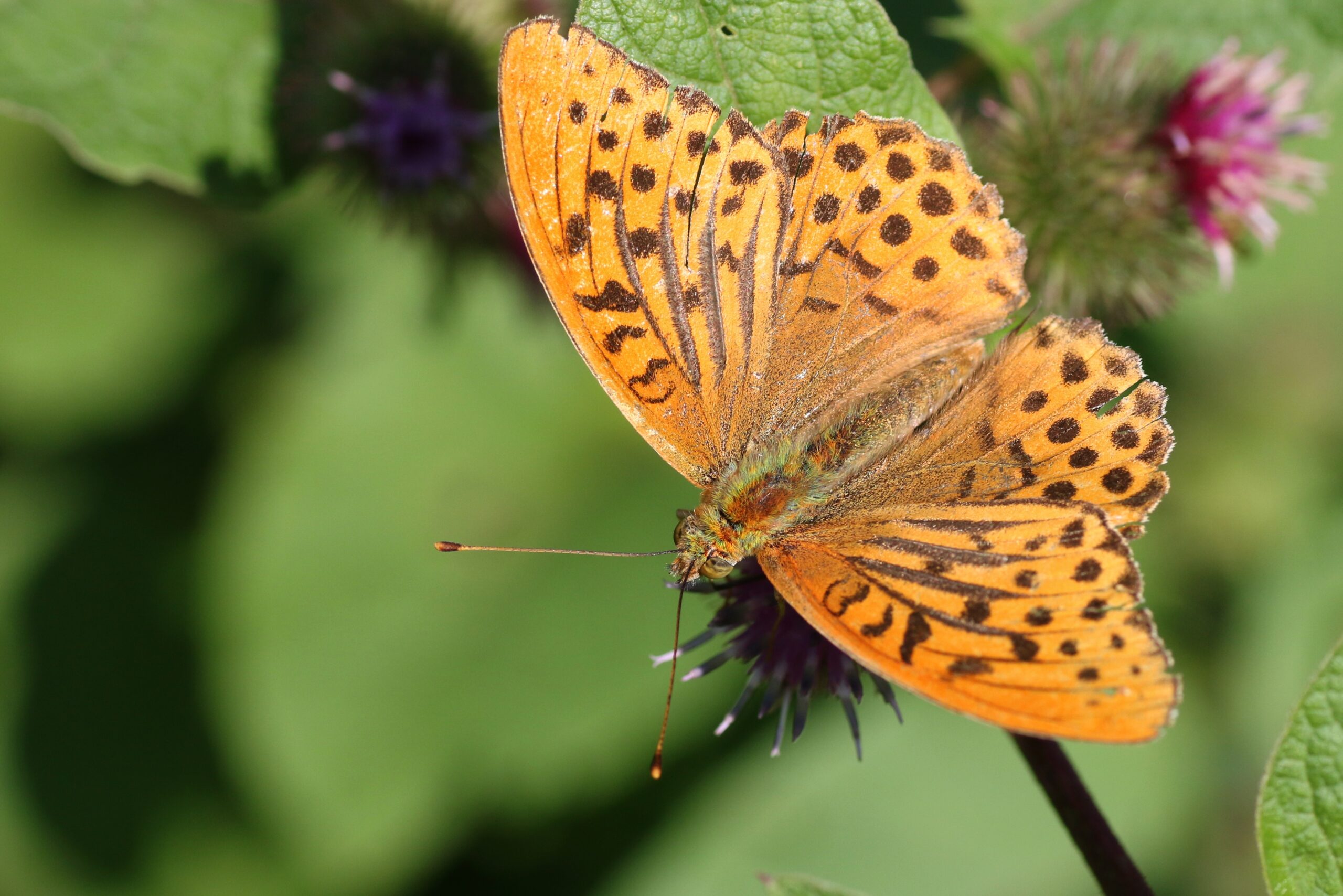 Oranje vlinder met zwarte stippen op een groene plant.