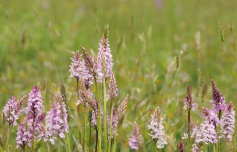 Roze wilde bloemen in een veld, met vervaagde groene achtergrond.