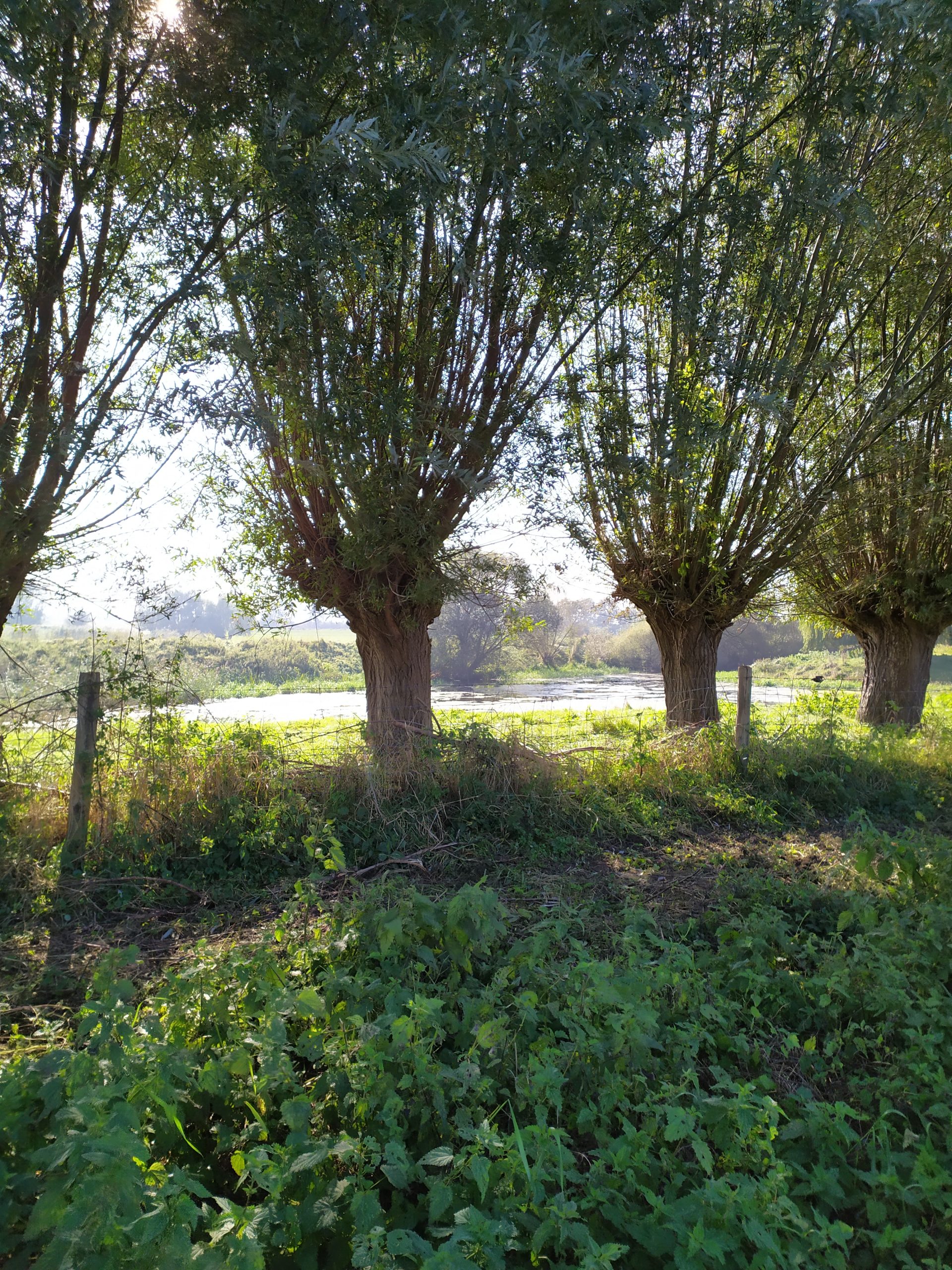 Rij knotwilgen in een zonnig, groen landschap met struikgewas en hek op de achtergrond.