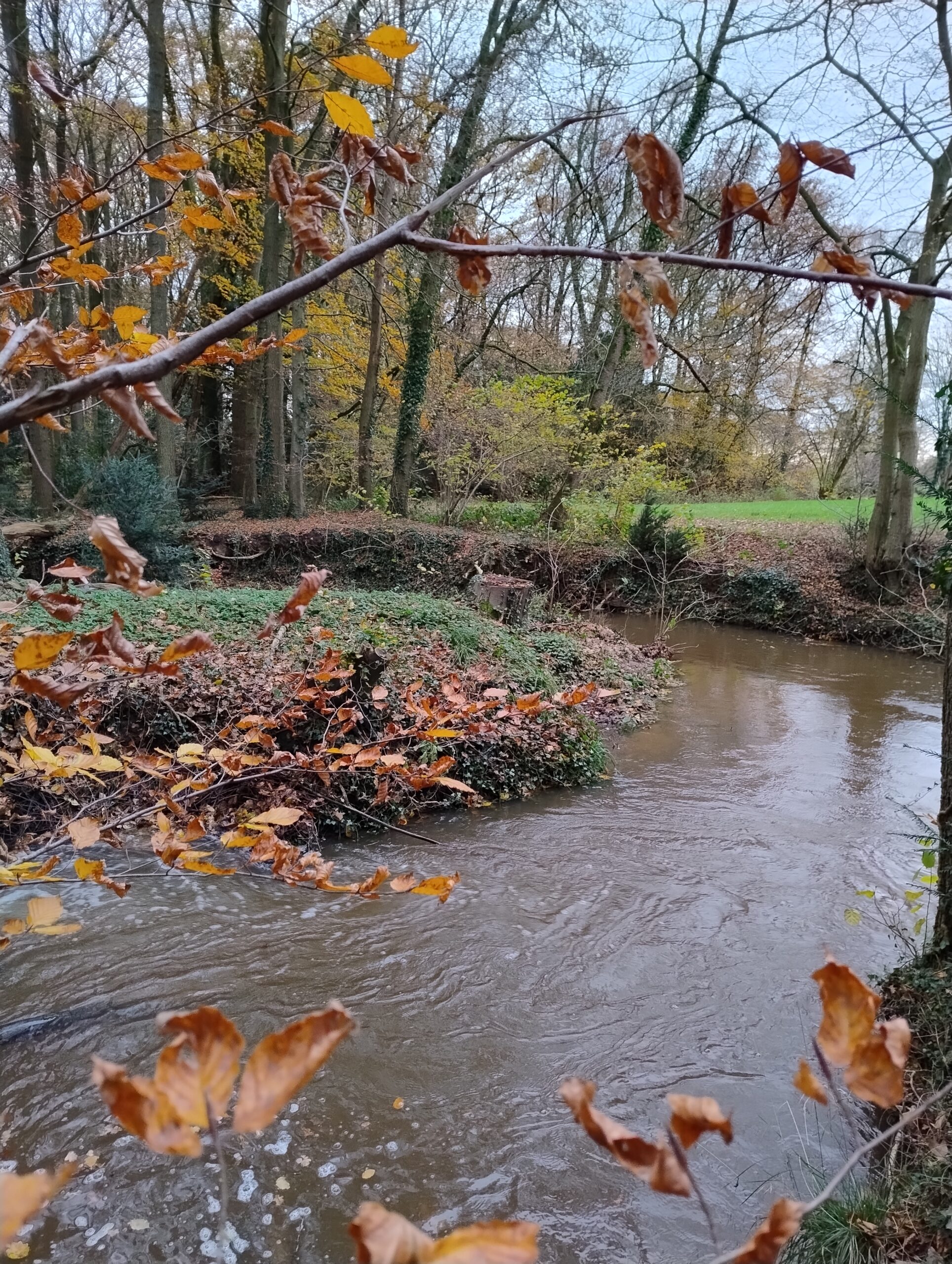 Een beek kronkelt door een herfstbos met bruine en gele bladeren.