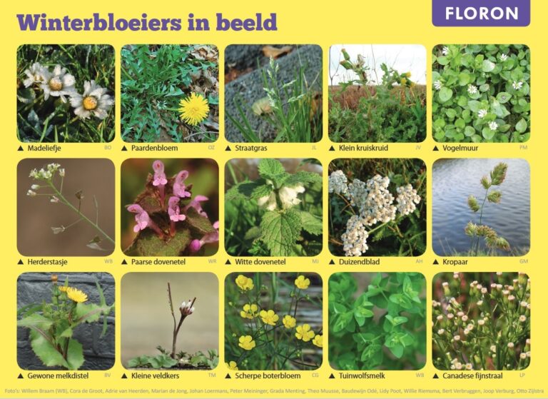 Collage van winterbloeiende planten met naamlabels, zoals Madeliefje en Paardebloem; FLORON-logo.
