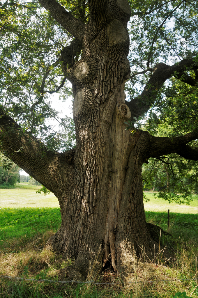 Grote eik met dikke stam en uitgesneden takken, omringd door grasland en groene bladeren.