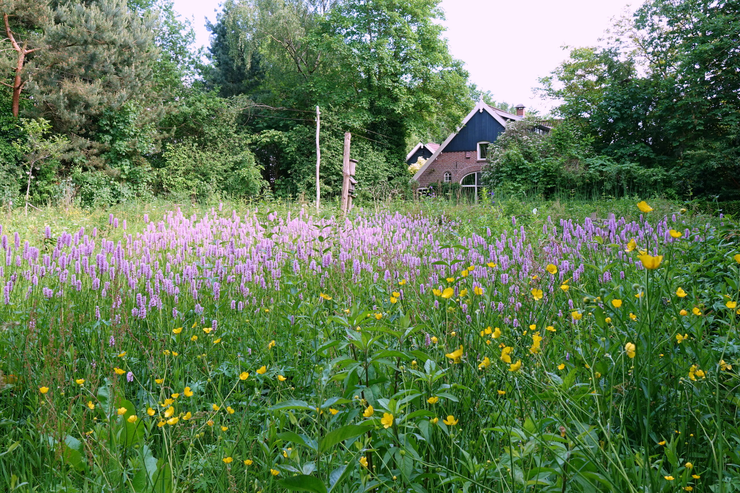 Bloemenveld met paarse en gele bloemen, achtergrond van bomen en een huis met een rood bakstenen gevel.