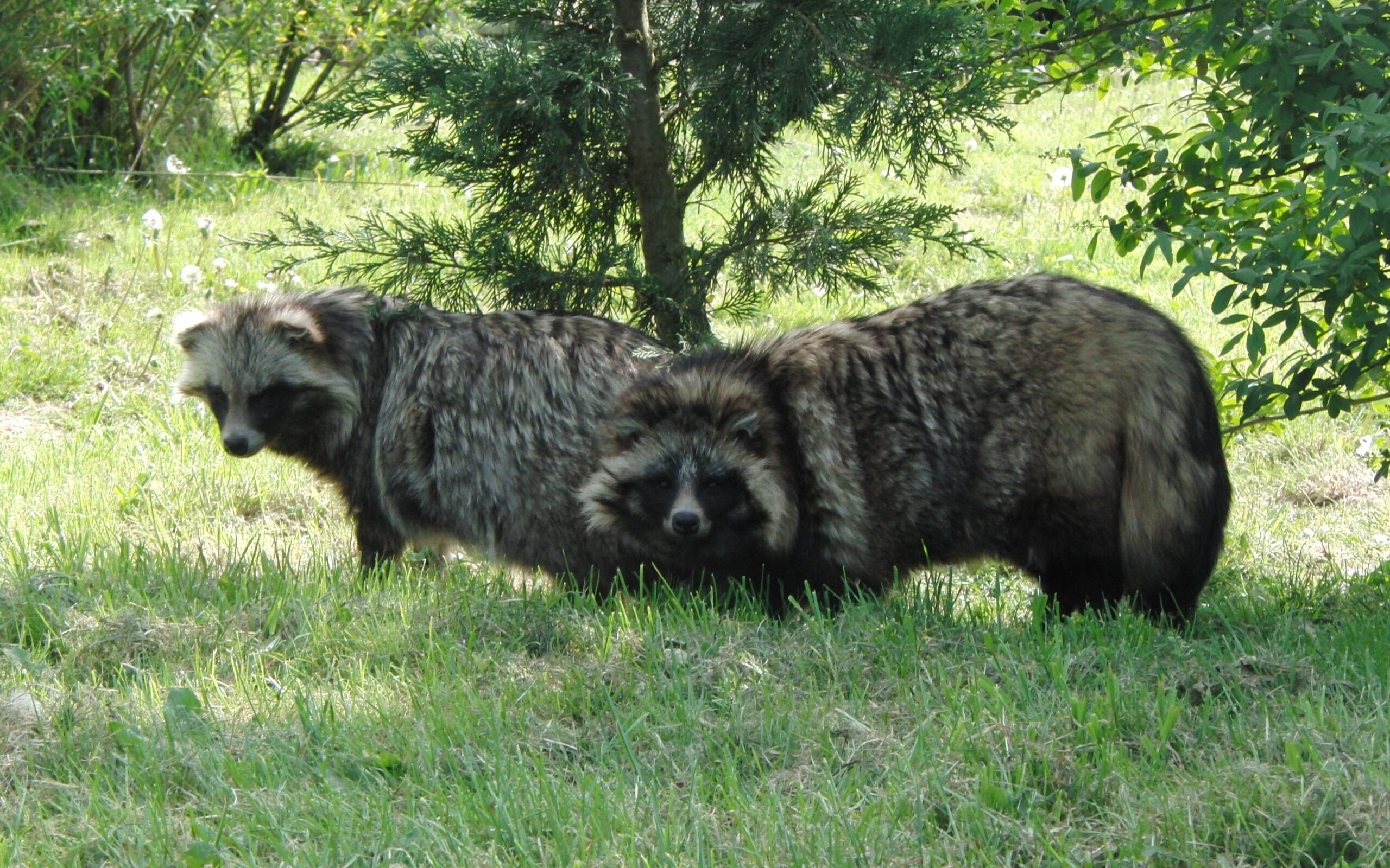 Twee wasbeerhonden lopen door gras, omgeven door groene struiken.