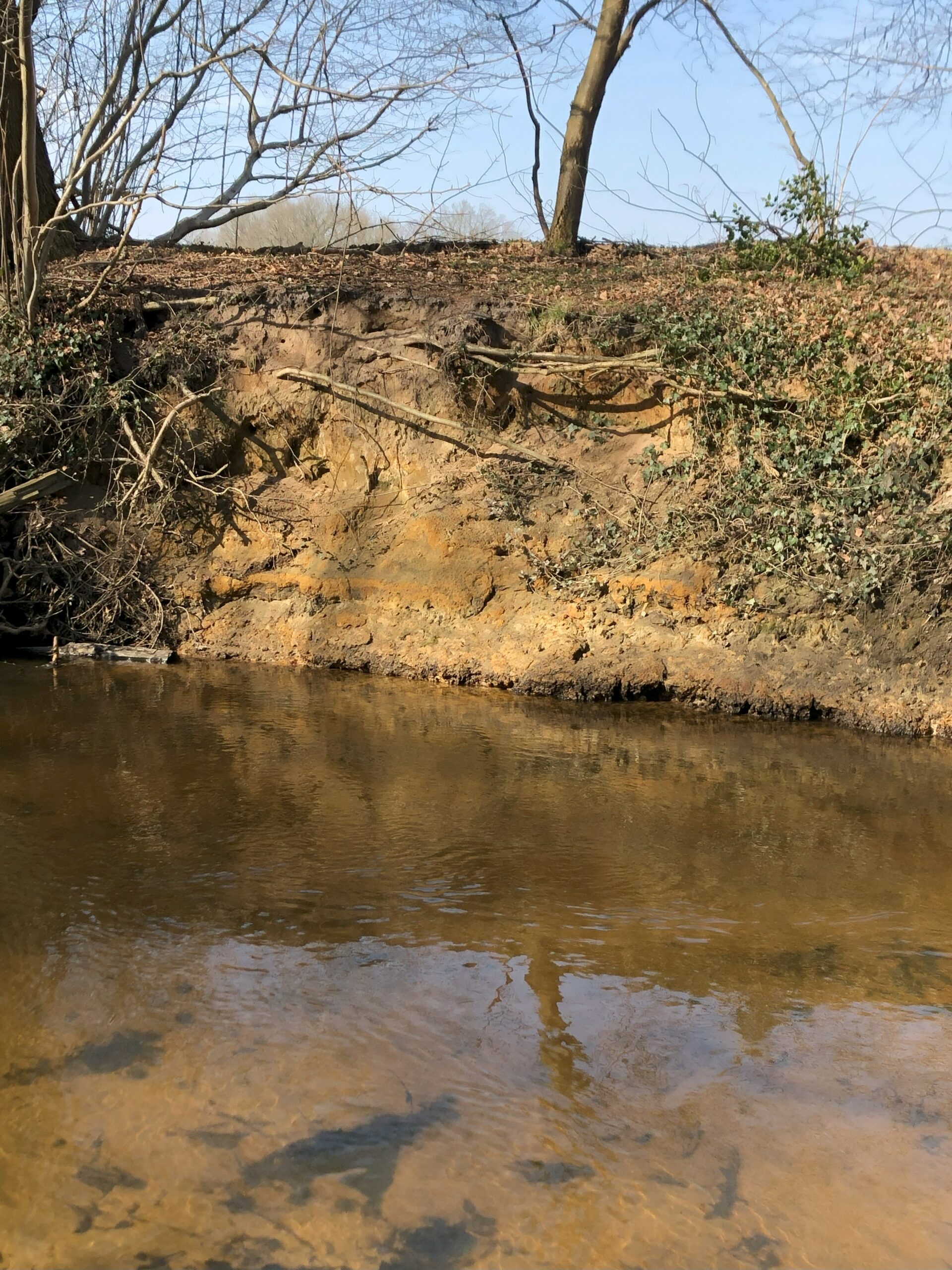 Oever van een beek met bomen en wortels zichtbaar boven wateroppervlak.