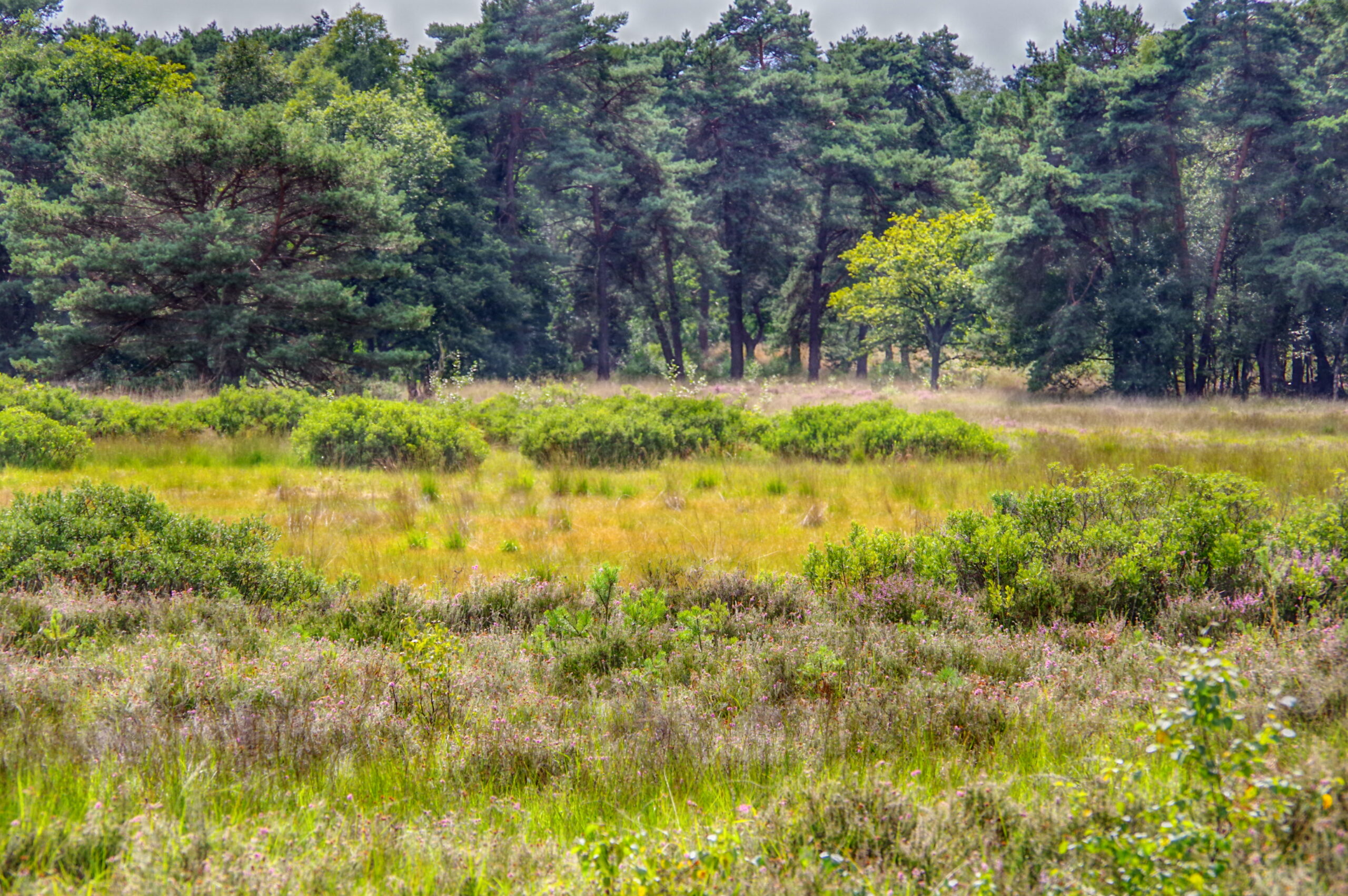 Open grasland met groene struiken en bomen aan de horizon onder een bewolkte hemel.