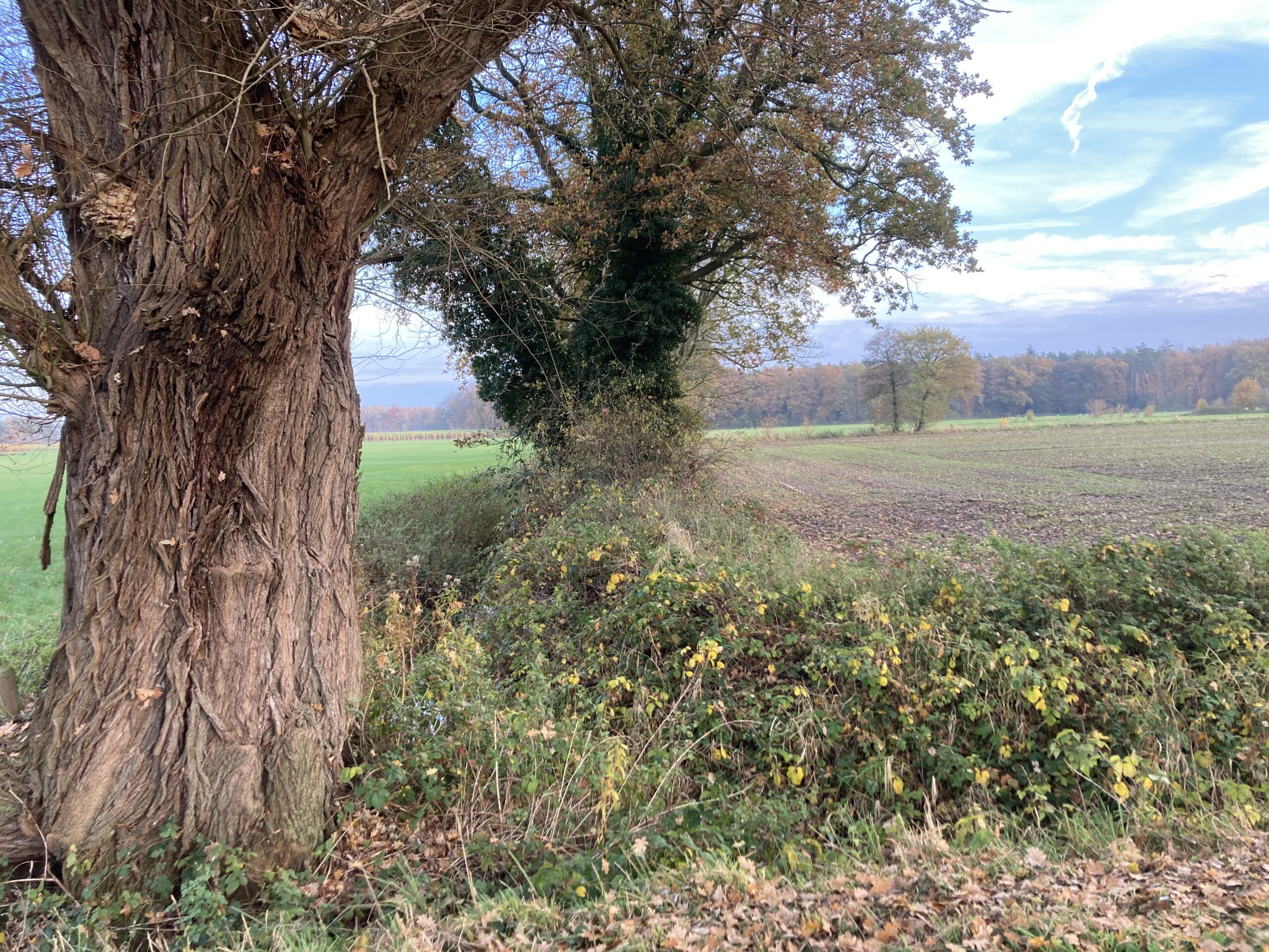 Boomstam met herfstbladeren aan de rand van een veld en een bos in de verte onder een blauwe lucht.
