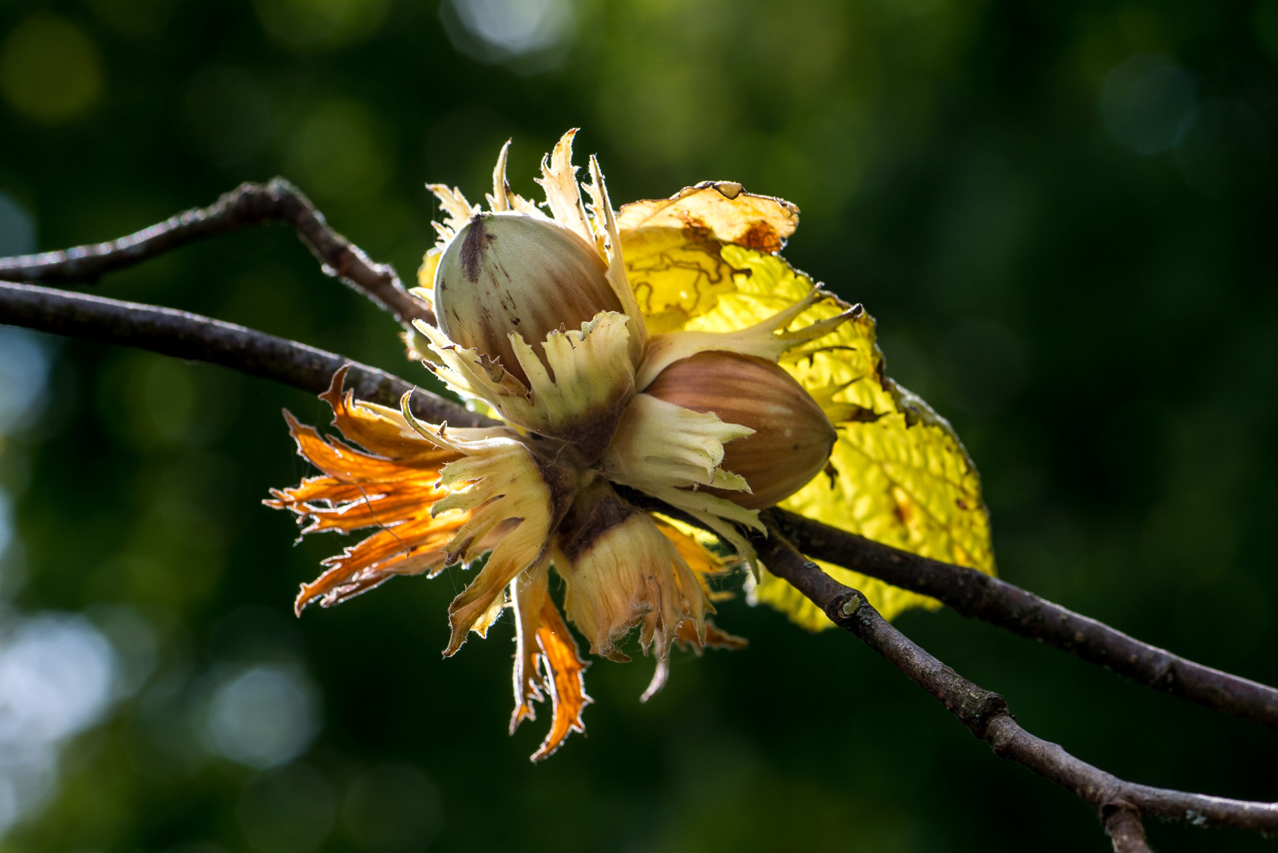 Twee hazelnoten aan een tak met gele bladeren op een groene achtergrond.