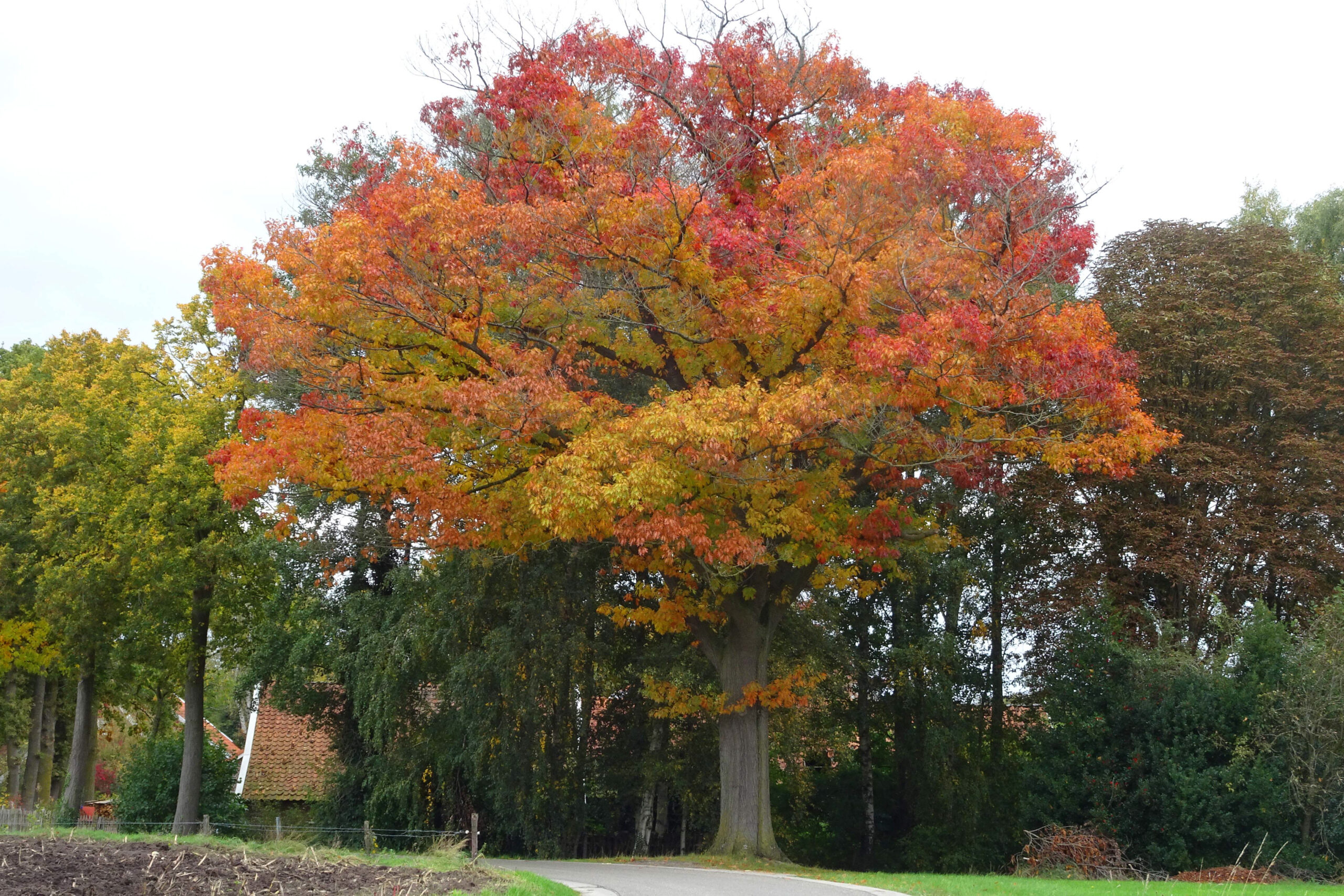 Grote boom met oranje en gele herfstbladeren langs een weg; huis zichtbaar op de achtergrond.