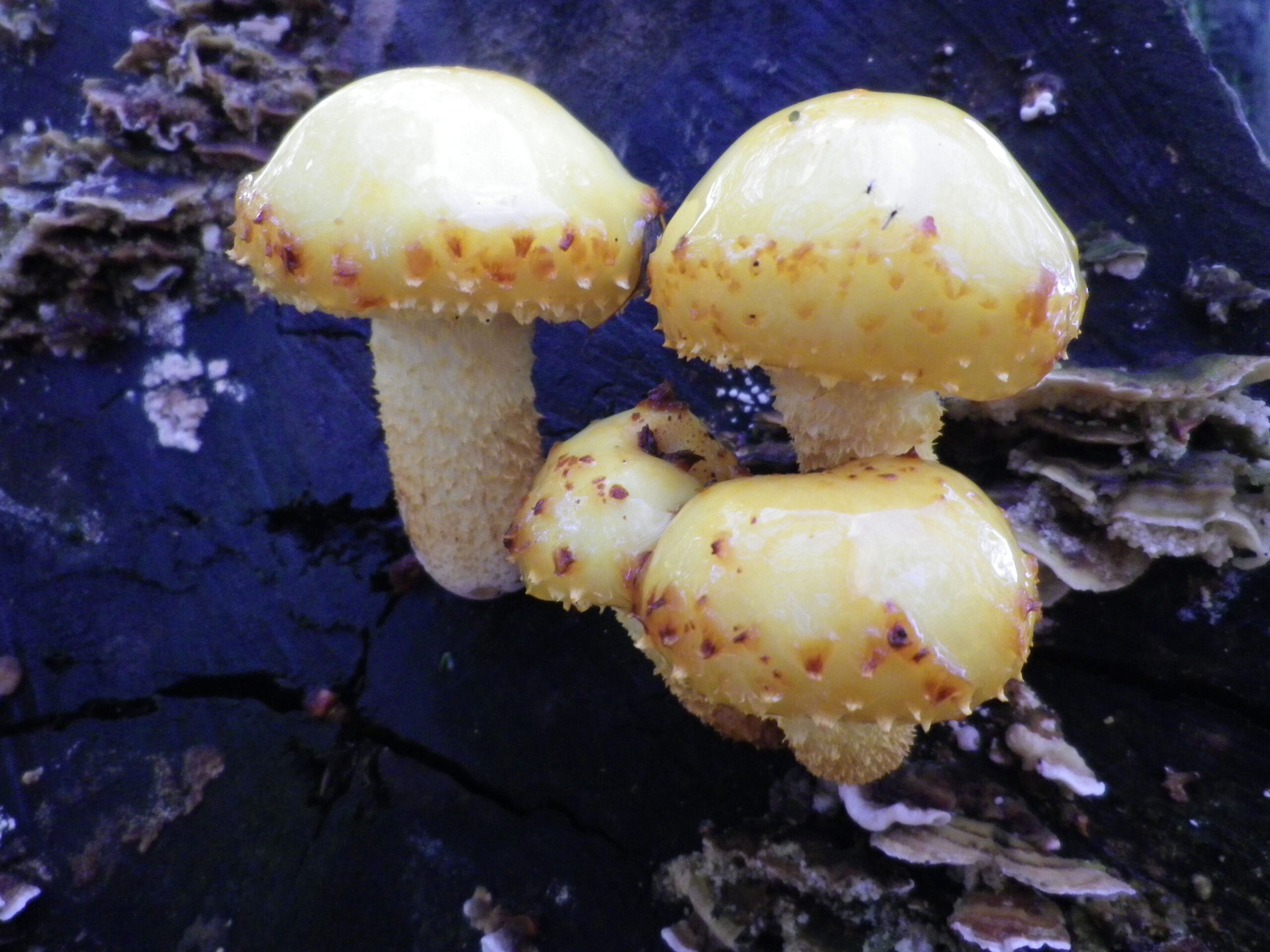 Drie gele paddenstoelen op een donkere boomstam met mosachtige achtergrond.