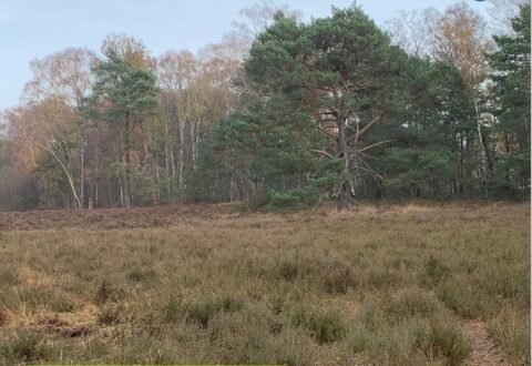 Open veld met hoog gras en bomen op de achtergrond, een mix van naaldbomen en loofbomen.