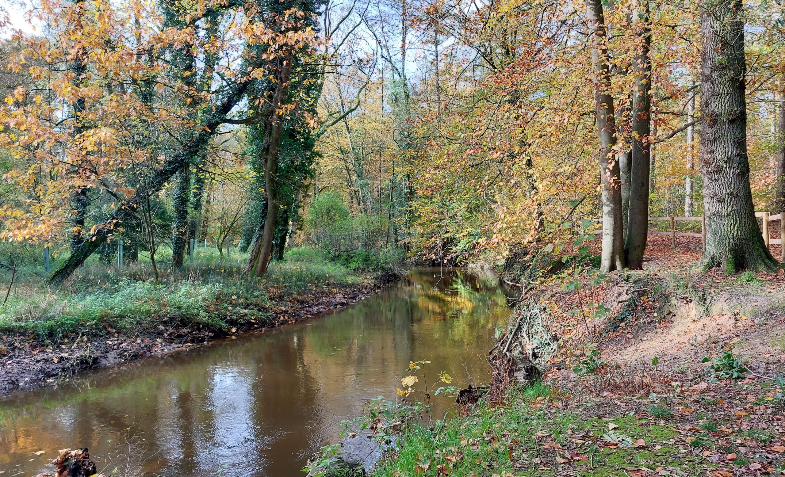 Bosrijke herfstscène met een kronkelende beek en kleurrijke bladeren.