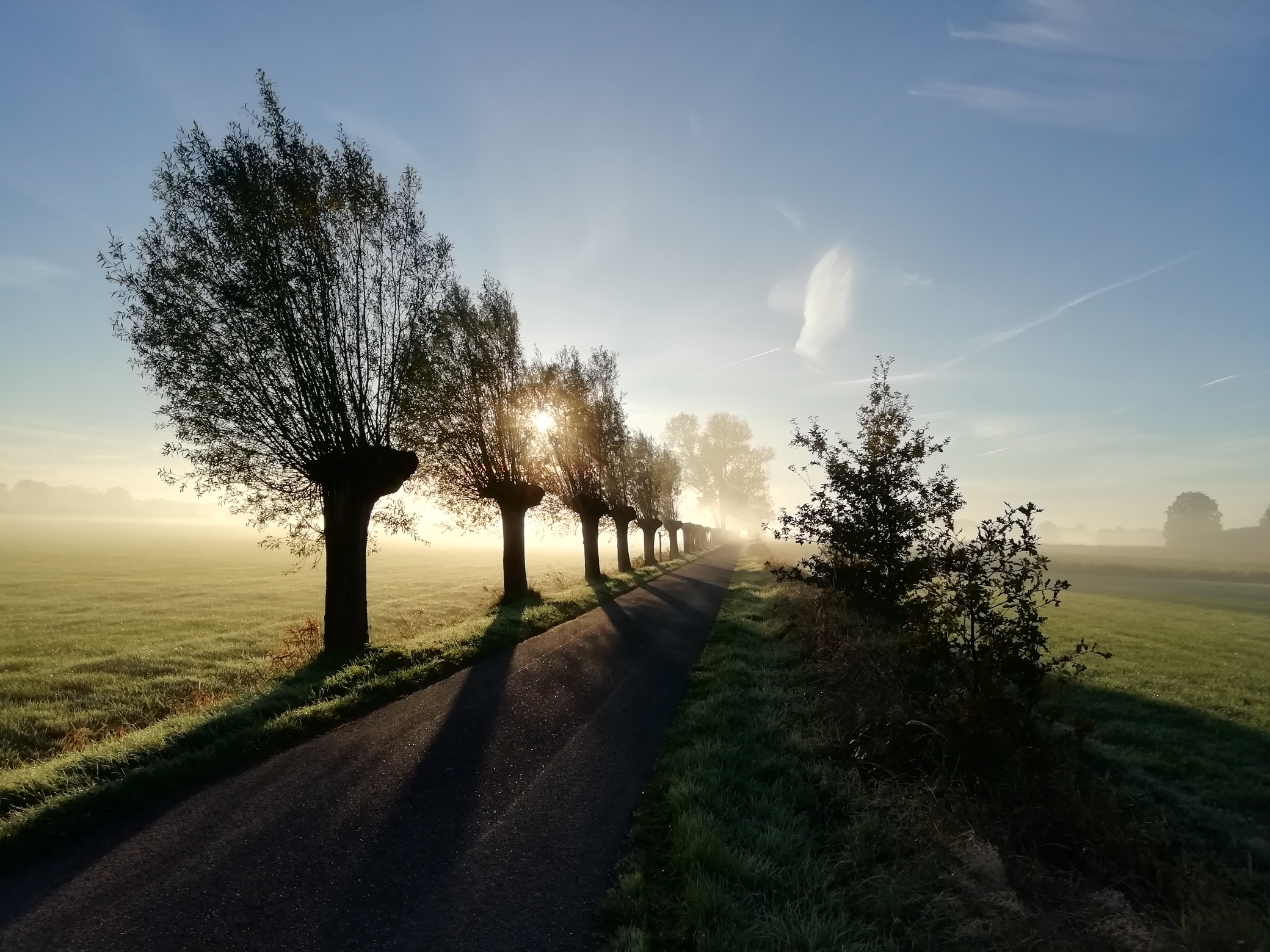 Laan met bomen in ochtendmist, zonnestralen door de takken, naast groene velden en een weg.