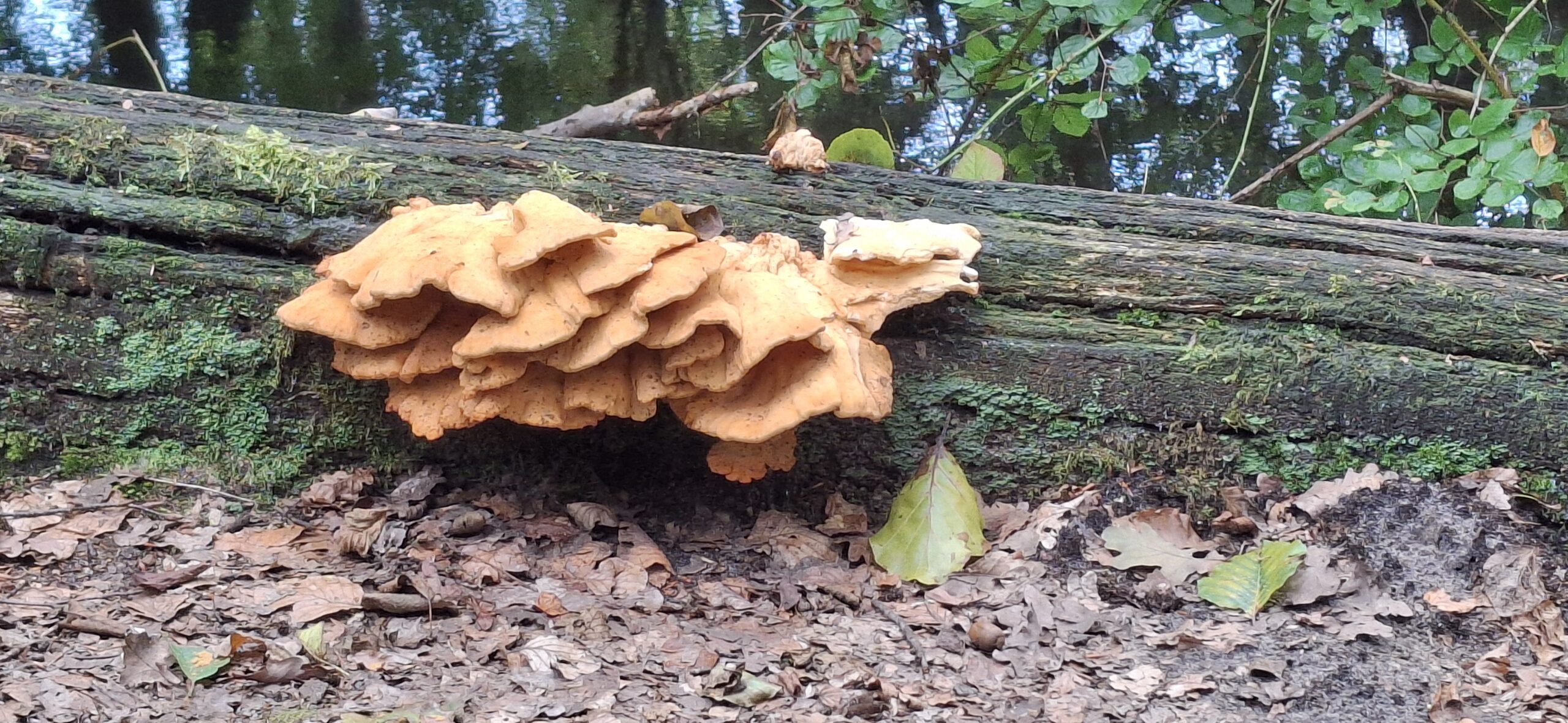 Oranje zwam groeit op een bemoste, omgevallen boomstam in het bos.