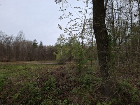Boslandschap met dichtbegroeide bomen, gras en kalme, grijze lucht.
