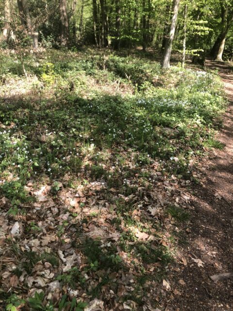 Bosrijk pad met groene bomen en bloemen op de grond onder zonlicht.