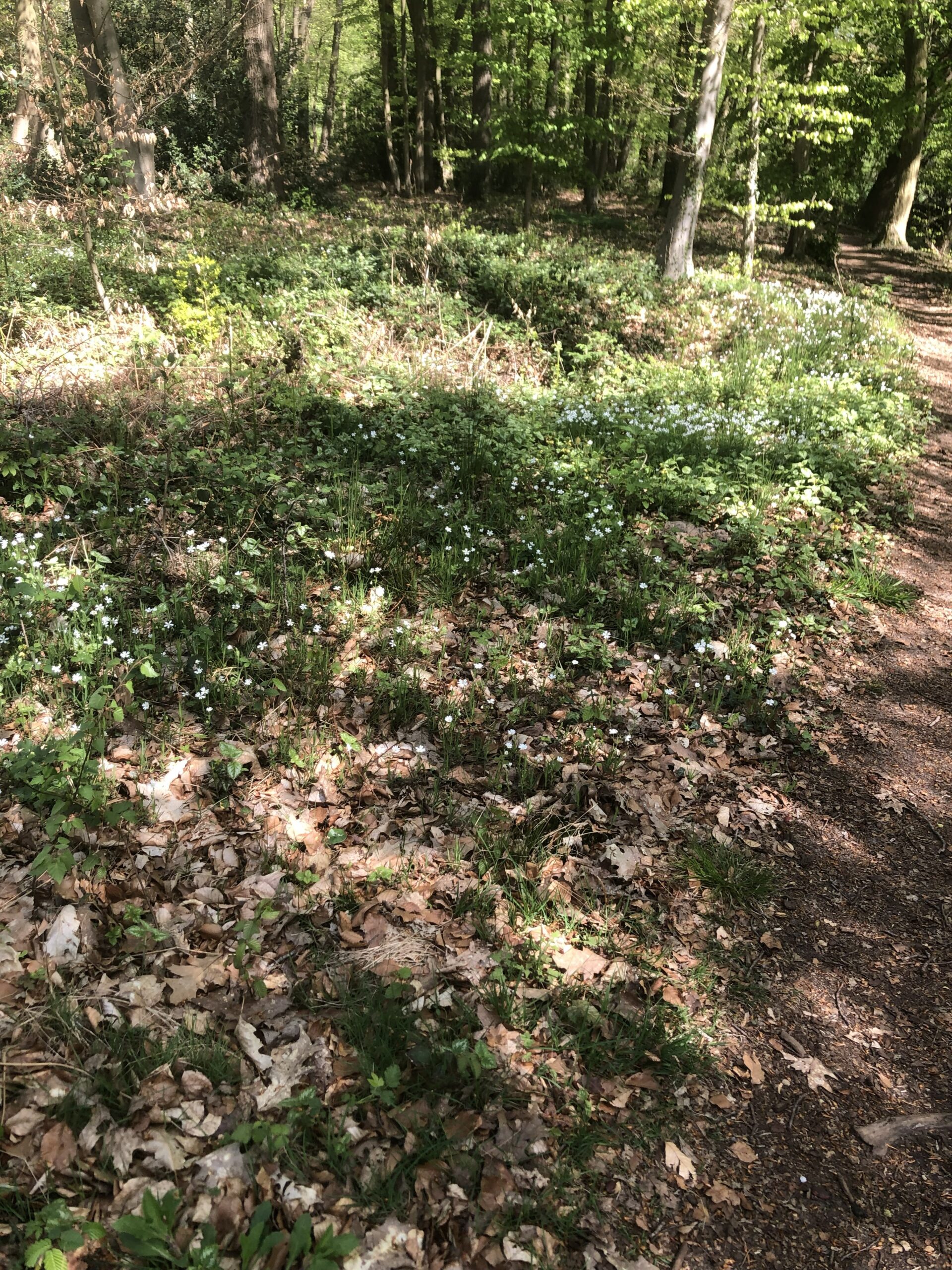 Bosrijk pad met groene bomen en bloemen op de grond onder zonlicht.