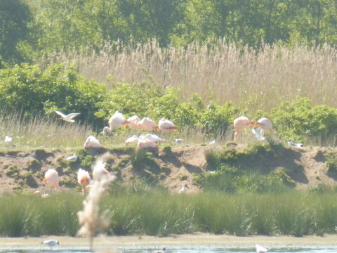 Flamingo's rusten op een grasrichel bij water, omgeven door groen en riet.