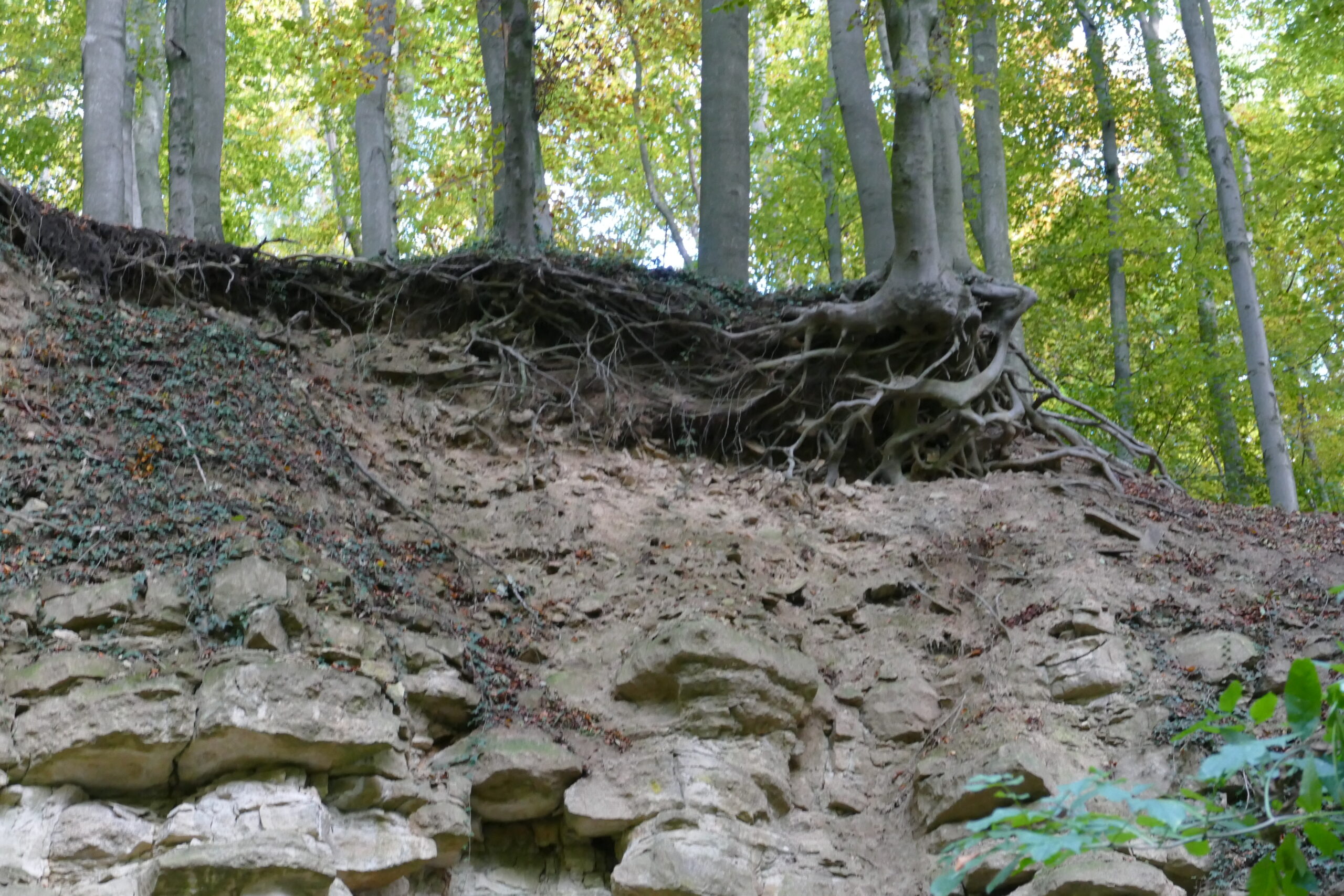 Boomwortels hangen over een eroderende klifrand in een bosachtig gebied.