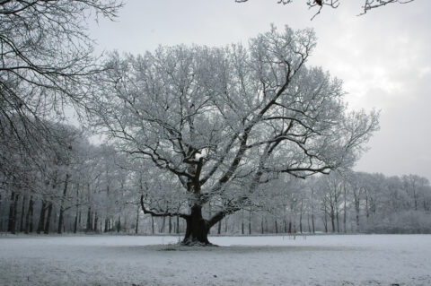 Grote boom in besneeuwd landschap met kale, met rijp bedekte takken en een grijze lucht.
