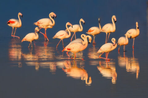 Een groep flamingo's staat in ondiep water, met reflecties zichtbaar op het wateroppervlak.