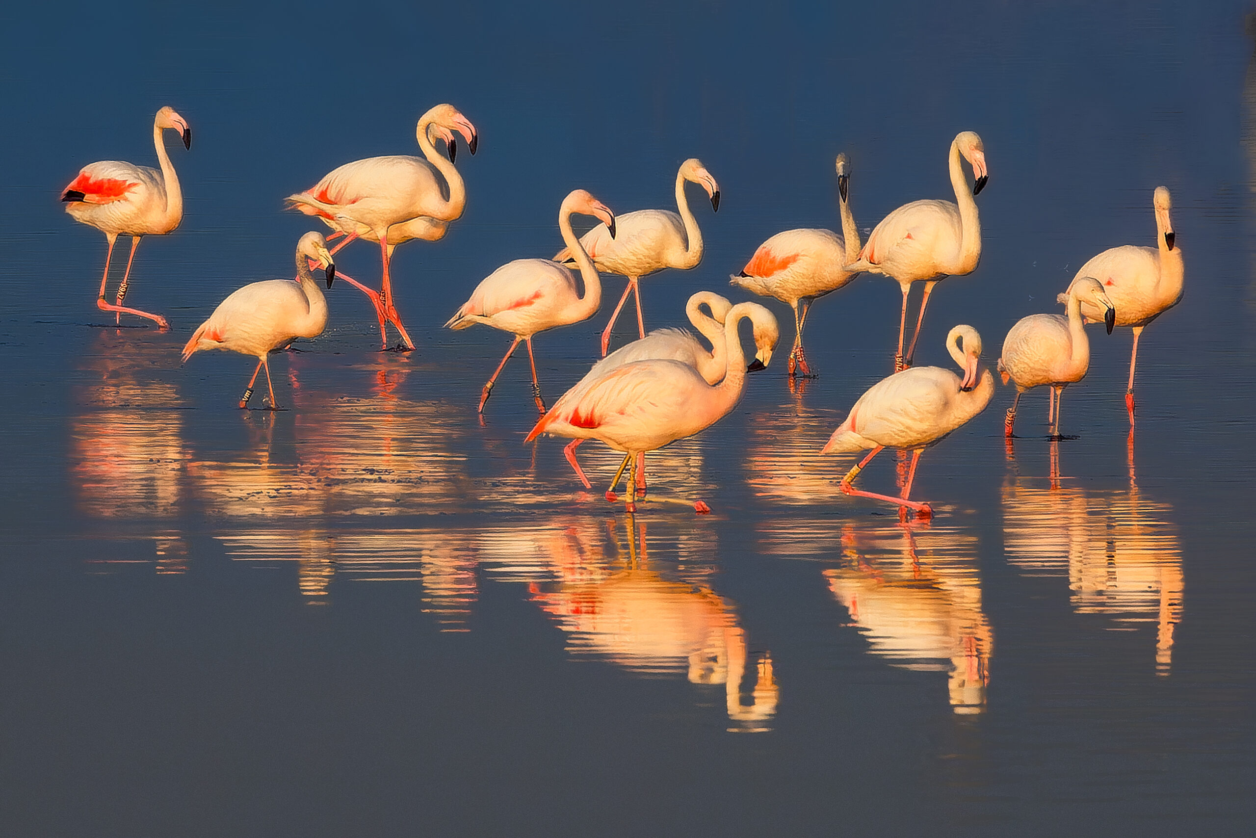 Een groep flamingo's staat in ondiep water, met reflecties zichtbaar op het wateroppervlak.