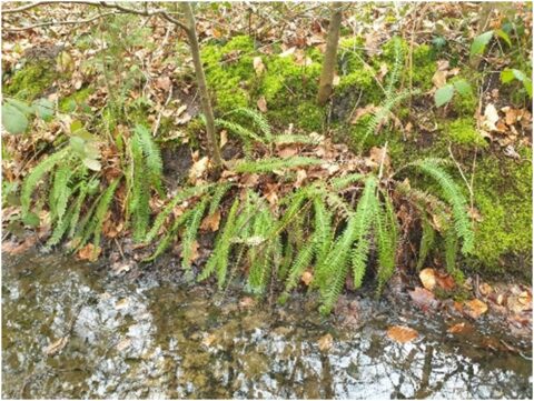Varens groeien langs een met mos bedekte oever, boven een heldere beek met gevallen bladeren.