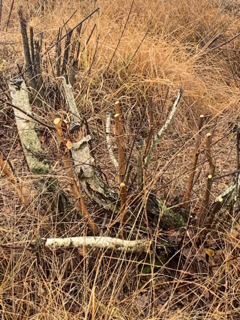 Afgezaagde boomstammen en dorre grassen in een herfstachtig landschap.