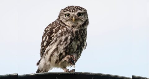 Kleine uil met prooi in klauw, zittend op een hek tegen een heldere lucht.