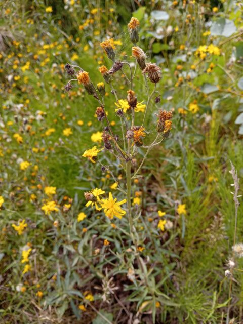 Gele bloemen en groene bladeren op een wilde, dichtbegroeide achtergrond.