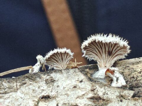 Twee kleine paddenstoelen met geribbelde hoeden groeien op een boomstam.