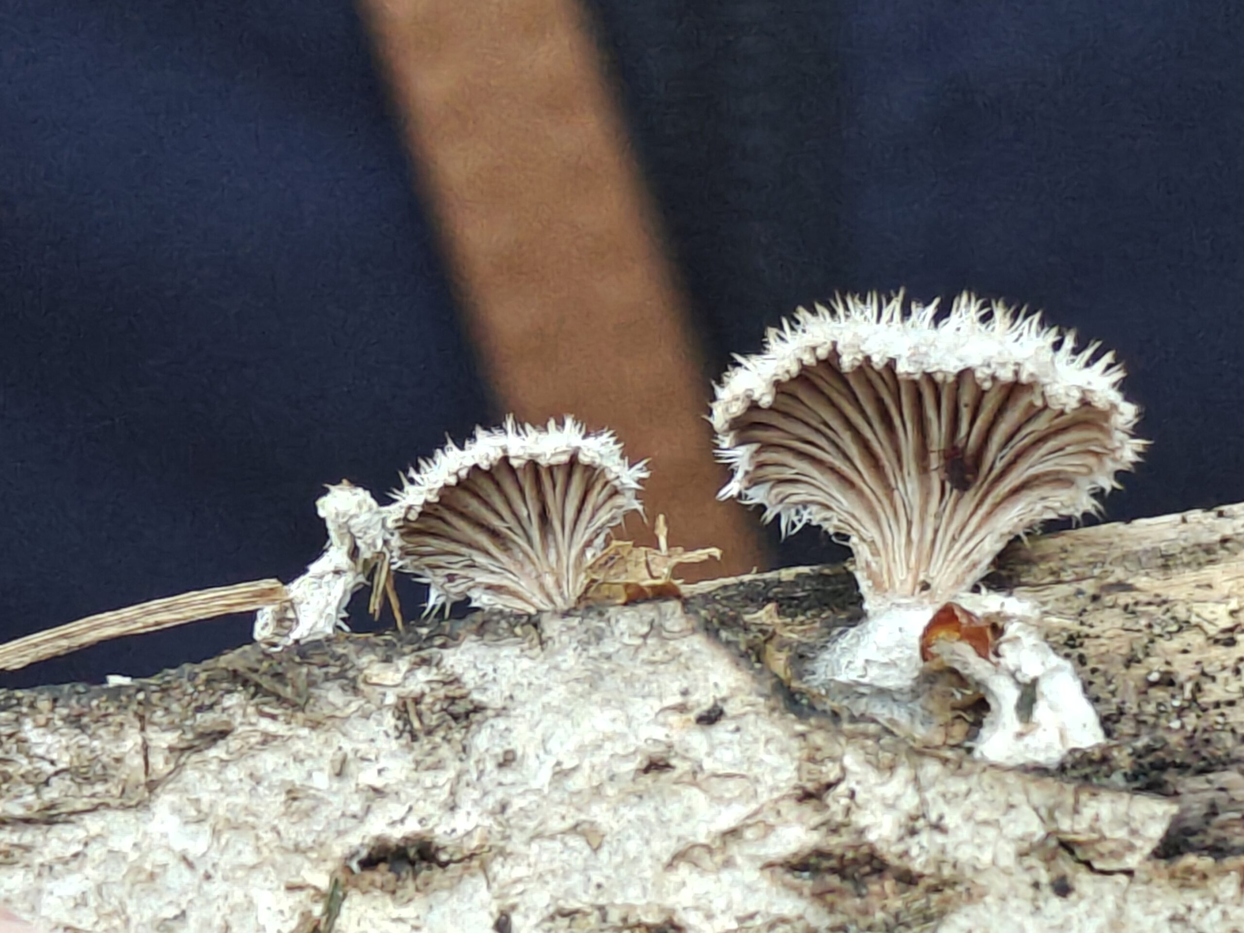 Twee kleine paddenstoelen met geribbelde hoeden groeien op een boomstam.