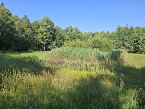 Groen grasveld met riet omgeven door een bos onder een heldere blauwe hemel.