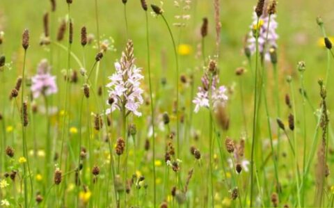 Een groene weide met wilde bloemen en grashalmen, waaronder paarse orchideeën.
