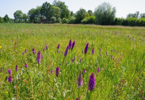 Bloemrijk veld met paarse bloemen, omgeven door groene bomen onder een heldere blauwe lucht.