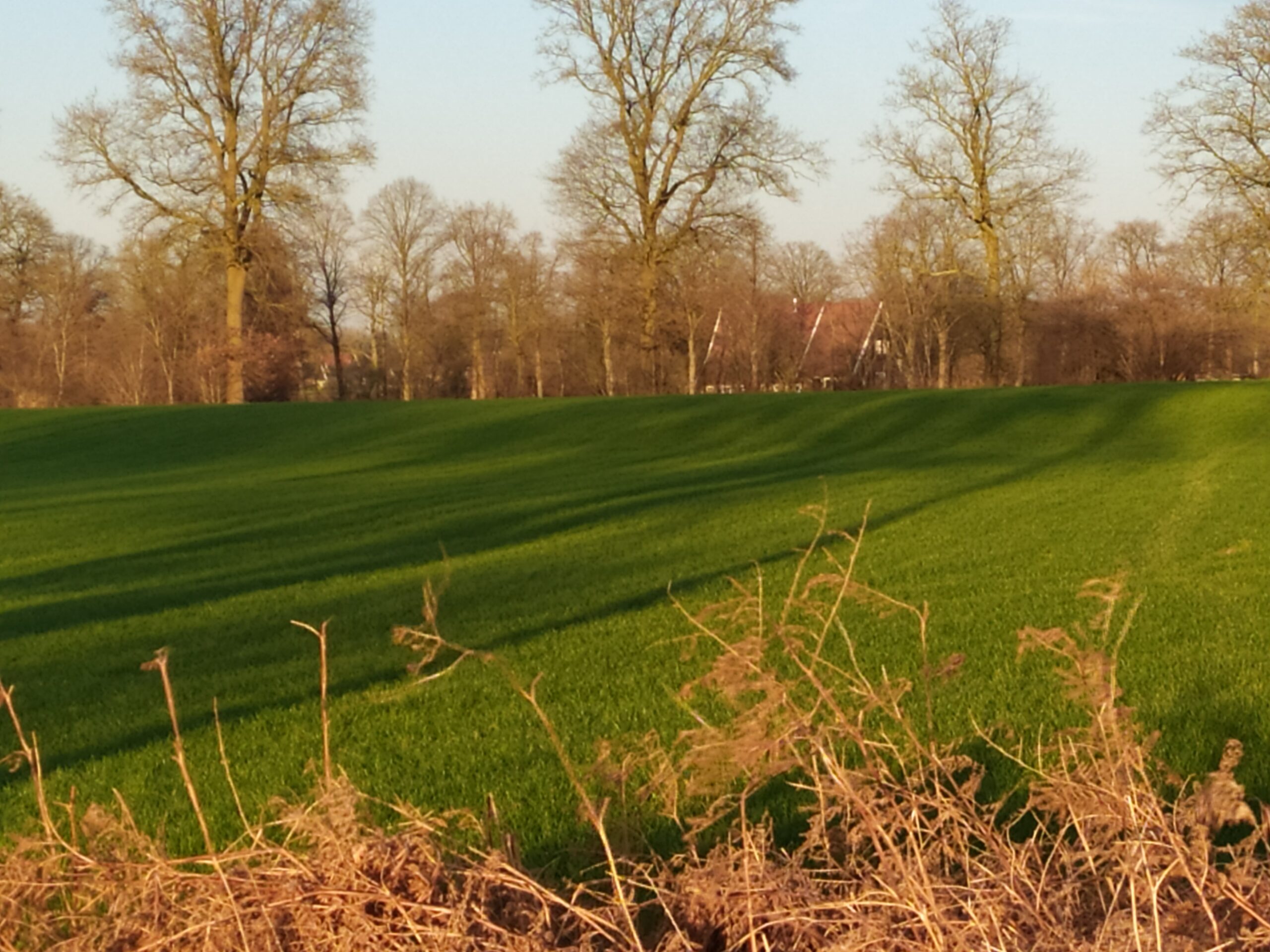 Groen veld met schaduwen, omgeven door kale bomen; zonnige dag.