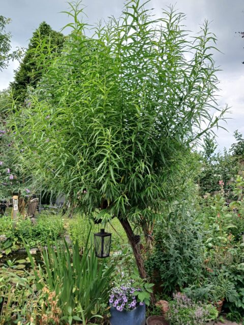 Weelderige tuin met hoge groene struik, lantaarn en bloeiende bloemen op bewolkte dag.