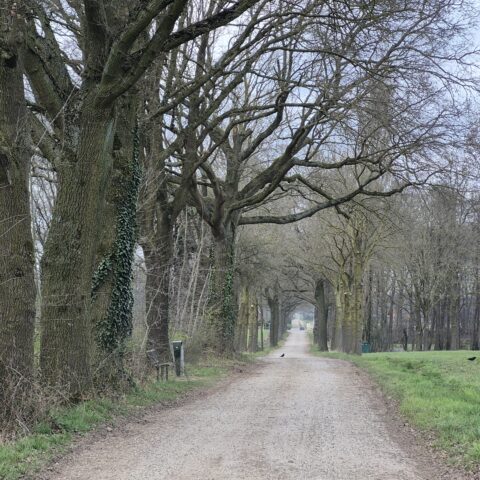 Landelijke zandweg omzoomd door bomen, met kale takken in een rustig plattelandslandschap.